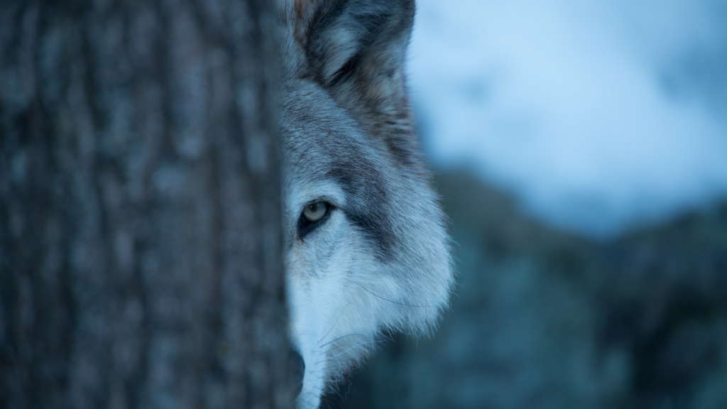 Spirit Animal